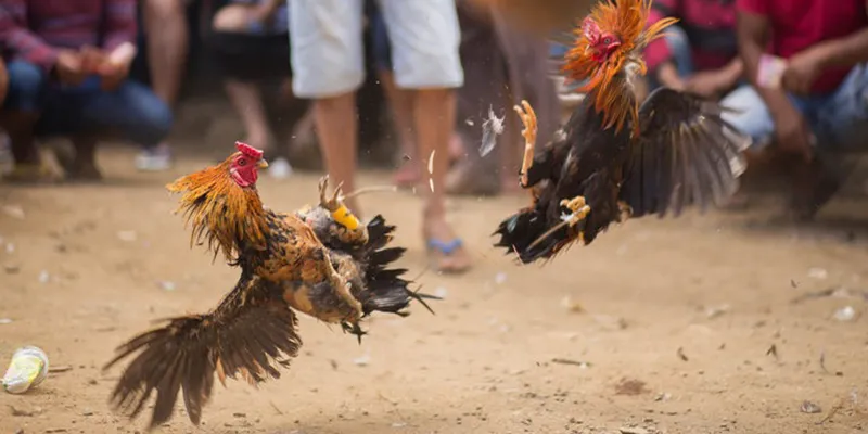 Trường Đá Gà Savan đang là thánh địa cho những ai mê gà