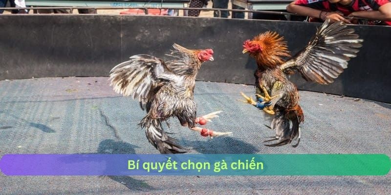 Bí quyết chọn gà chiến