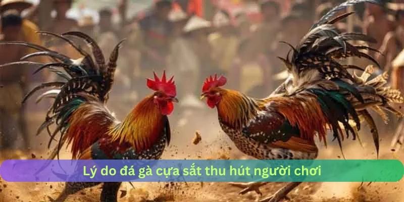 Điểm hút khách của đá gà cựa sắt