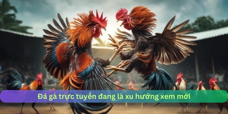 Đá gà trực tuyến đang là xu hướng mới