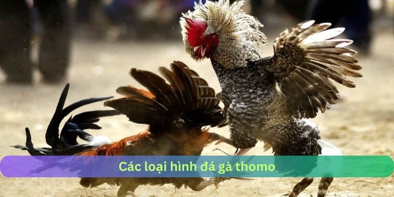 Các loại hình đấu gà thomo phổ biến