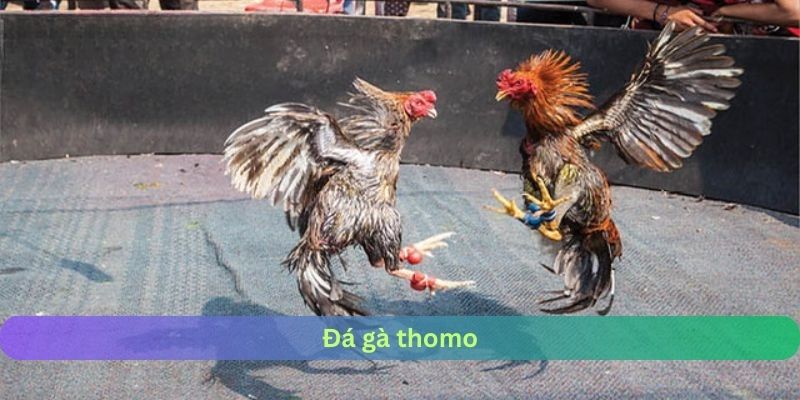 đá gà Thomo