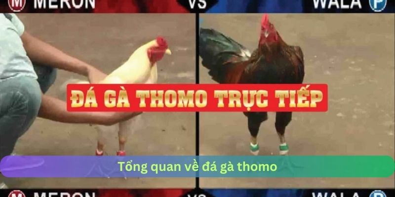 Tổng quan về đá gà thomo