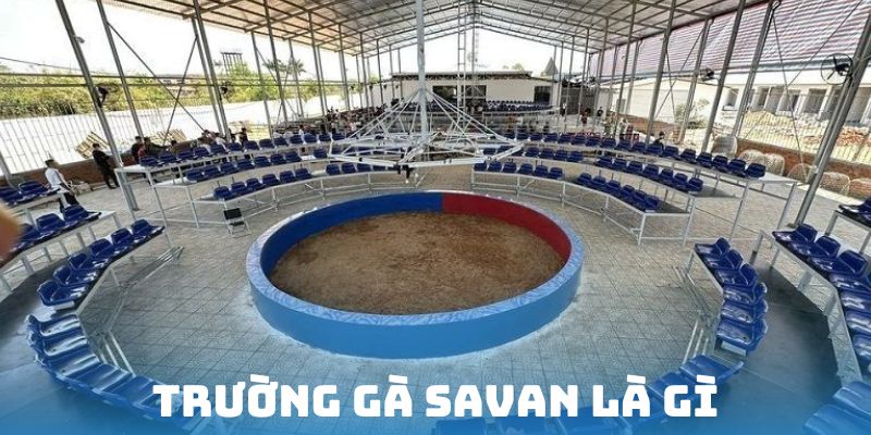 Khái niệm đấu trường kê savan là gì