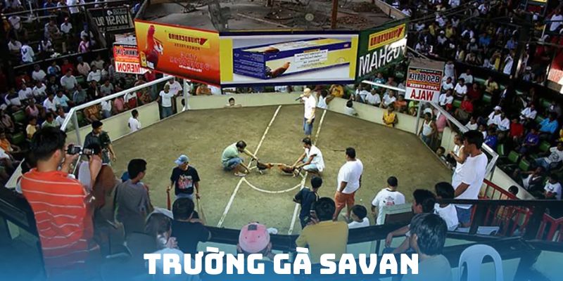 Trường gà savan